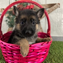 German Shepherd Dog Puppy Natosha