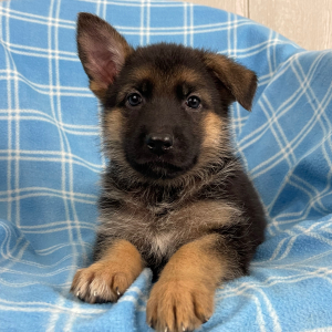 German Shepherd Dog Puppy Natosha