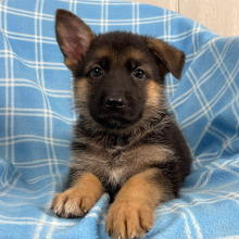 German Shepherd Dog Puppy Natosha