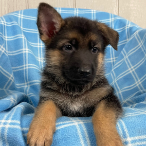 German Shepherd Dog Puppy Natosha