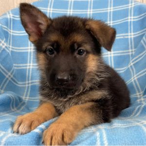 German Shepherd Dog Puppy Natosha