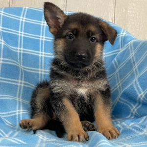 German Shepherd Dog Puppy Natosha