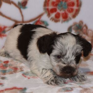 Miniature Schnauzer Puppy Parker