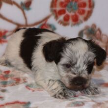 Miniature Schnauzer Puppy Parker