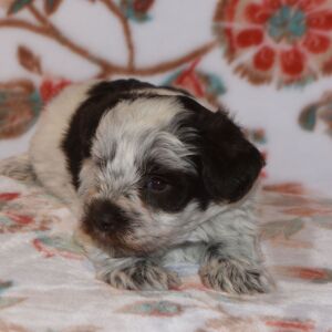 Miniature Schnauzer Puppy Parker