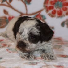 Miniature Schnauzer Puppy Parker