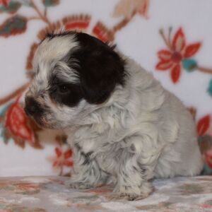 Miniature Schnauzer Puppy Parker