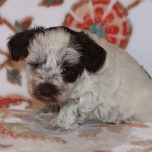 Miniature Schnauzer Puppy Parker