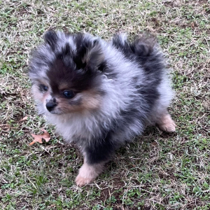 Pomeranian Puppy Lucille