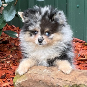 Pomeranian Puppy Lucille