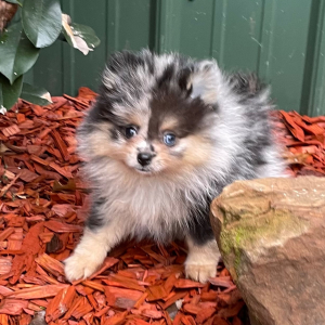 Pomeranian Puppy Lucille