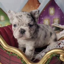 French Bulldog Puppy Fluffy Bloom