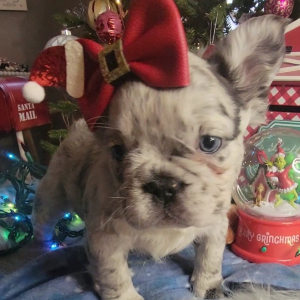 French Bulldog Puppy Fluffy Bloom