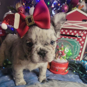 French Bulldog Puppy Fluffy Bloom