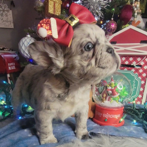French Bulldog Puppy Fluffy Bloom