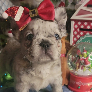 French Bulldog Puppy Fluffy Bloom