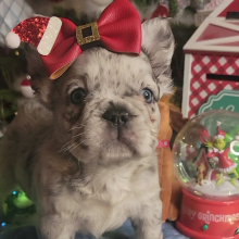 French Bulldog Puppy Fluffy Bloom