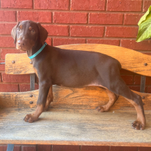 Doberman Pinscher Puppy Zena