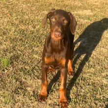 Doberman Pinscher Puppy Zena