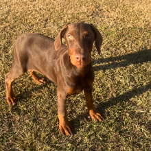 Doberman Pinscher Puppy Zena