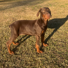 Doberman Pinscher Puppy Zena