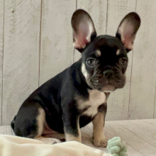 French Bulldog Puppy Manny