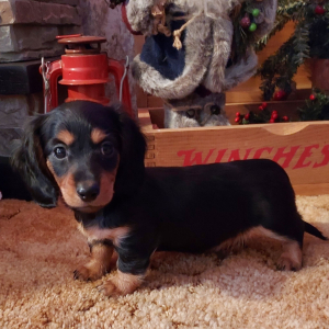 Dachshund Puppy Lincoln