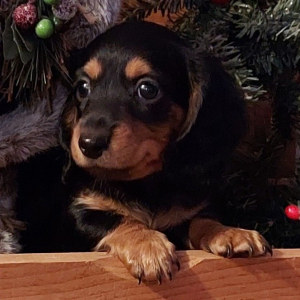 Dachshund Puppy Lincoln