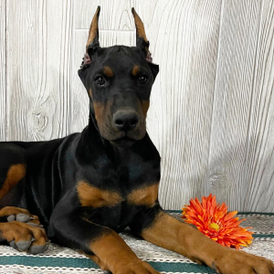 Doberman Pinscher Puppy Ellie