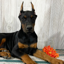 Doberman Pinscher Puppy Ellie