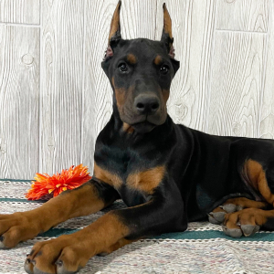 Doberman Pinscher Puppy Ellie