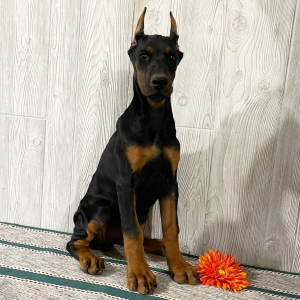 Doberman Pinscher Puppy Ellie