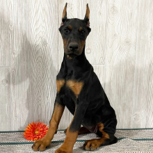 Doberman Pinscher Puppy Ellie