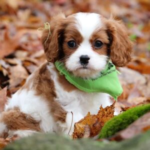 Cavalier King Charles Spaniel Puppy Diego