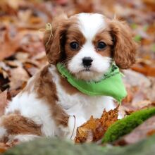 Cavalier King Charles Spaniel Puppy Diego
