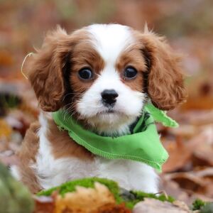 Cavalier King Charles Spaniel Puppy Diego