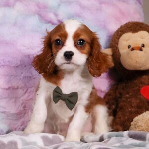 Cavalier King Charles Spaniel Puppy Diego