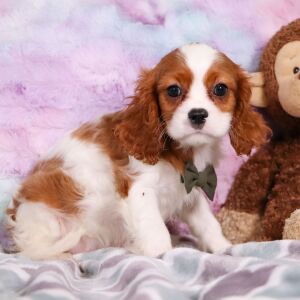 Cavalier King Charles Spaniel Puppy Diego