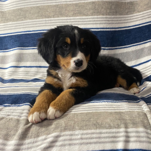 Bernese Mountain Dog Puppy Macy