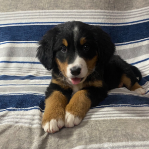 Bernese Mountain Dog Puppy Macy