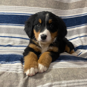 Bernese Mountain Dog Puppy Macy