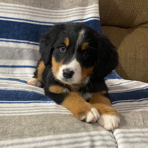 Bernese Mountain Dog Puppy Macy