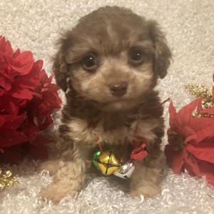 Poodle Puppy Esau