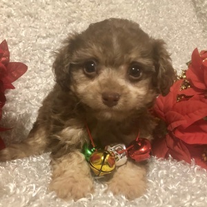 Poodle Puppy Esau