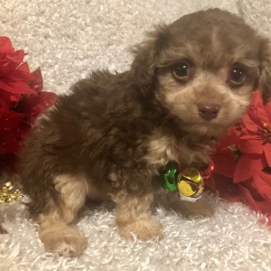 Poodle Puppy Esau
