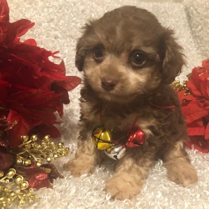 Poodle Puppy Esau