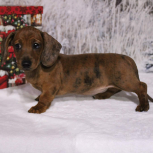 Dachshund Puppy Bella