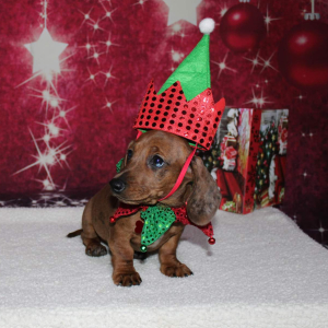 Dachshund Puppy Bella
