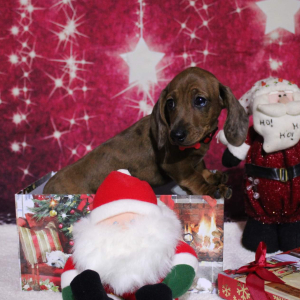Dachshund Puppy Bella