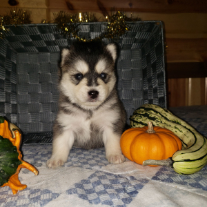 Pomsky Puppy Buster